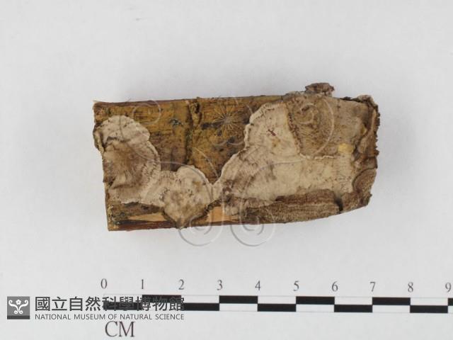 登錄號:F0026679藏品圖，第1張