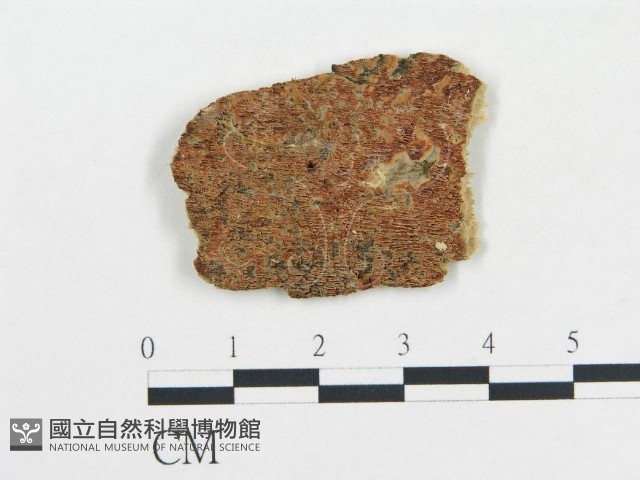 登錄號:F0006679藏品圖，第1張