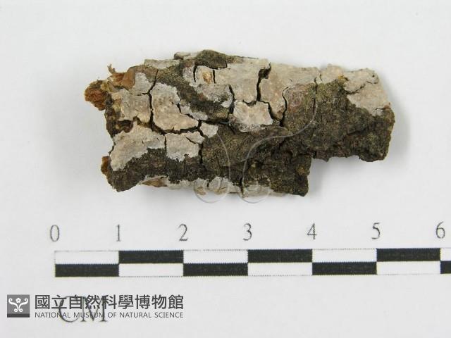 登錄號:F0016679藏品圖，第1張