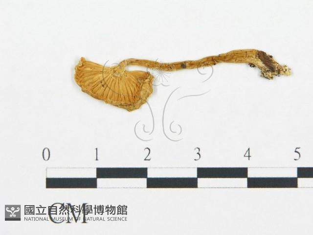杯傘屬藏品圖，第1張