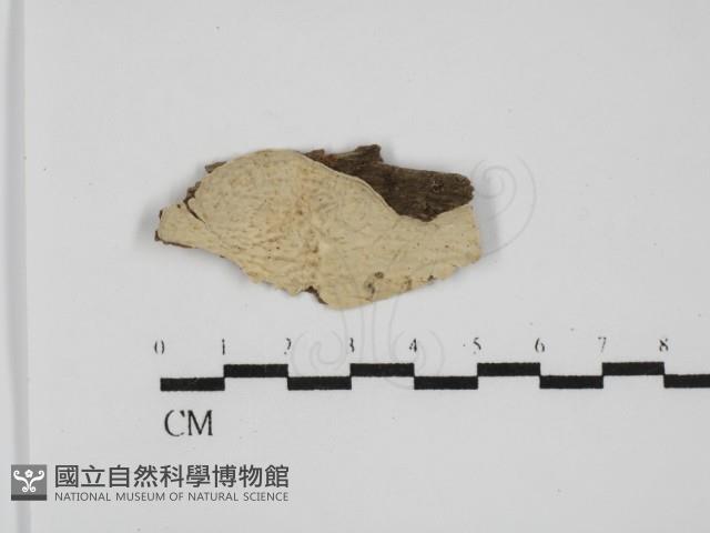 登錄號:F0031679藏品圖，第1張