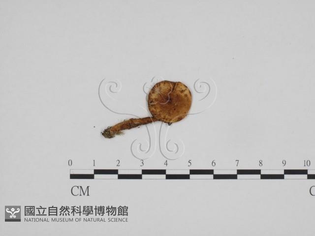 濕傘屬藏品圖，第1張