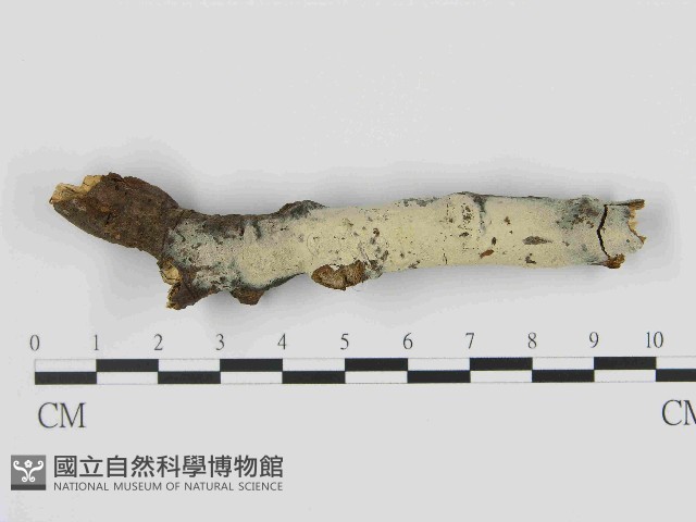 剛毛絲皮菌藏品圖，第1張