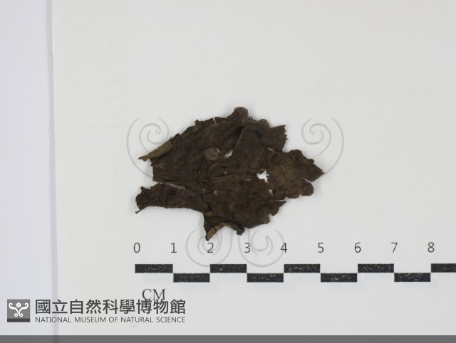登錄號:F0034679藏品圖，第1張