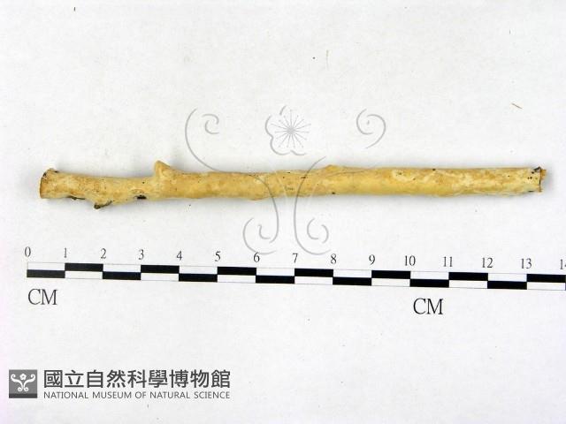 顯絲菌屬藏品圖，第1張