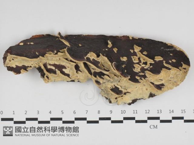 登錄號:F0032679藏品圖，第1張