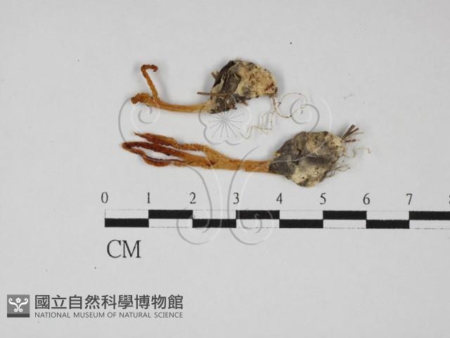登錄號:F0027679藏品圖，第1張