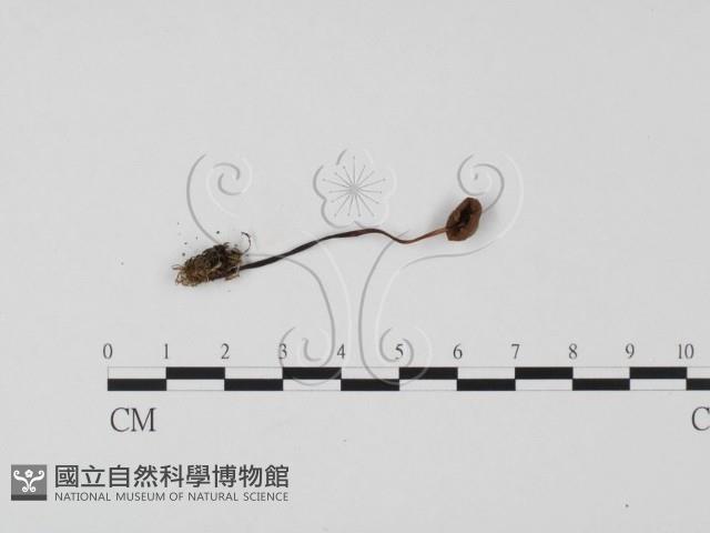小菇屬藏品圖，第1張