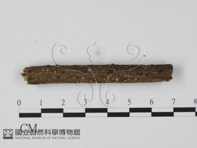 登錄號:F0005679藏品圖，第1張