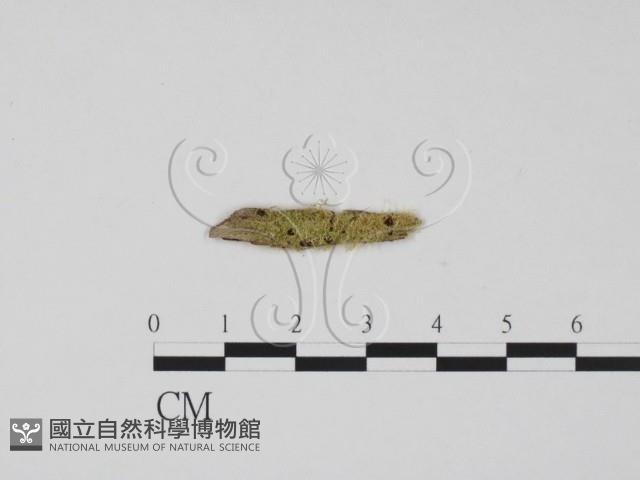 登錄號:F0019679藏品圖，第1張