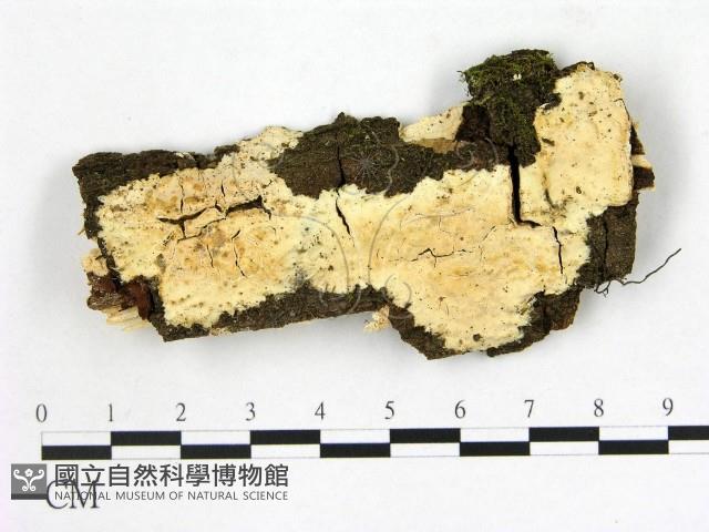 顯絲菌屬藏品圖，第1張
