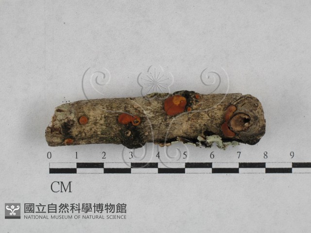 登錄號:F0028479藏品圖，第1張