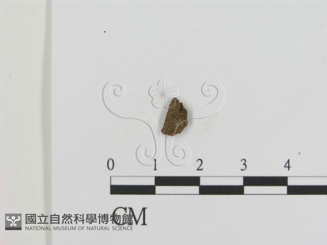 登錄號:F0008479藏品圖，第1張