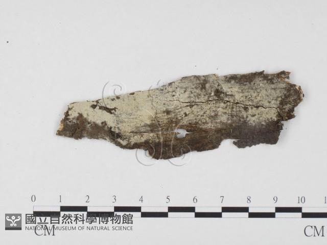 冇骨消絲齒菌藏品圖，第1張