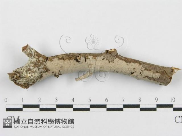 登錄號:F0010479藏品圖，第1張