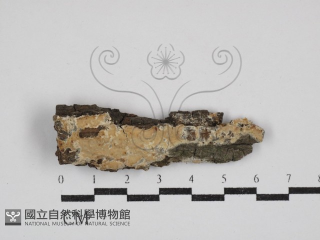 登錄號:F0030479藏品圖，第1張