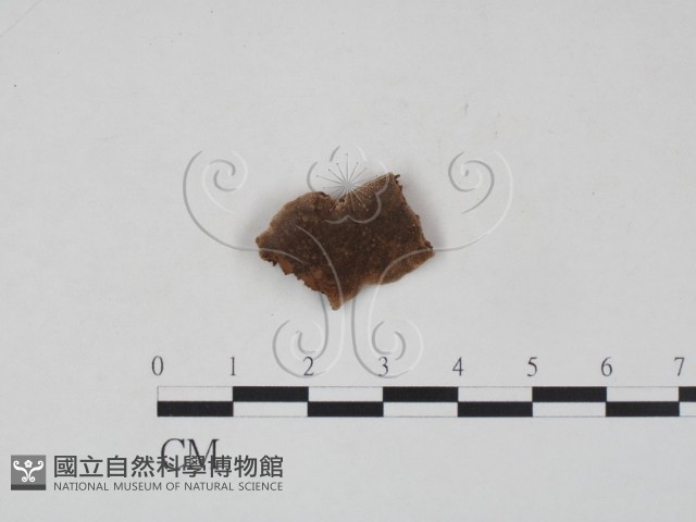 登錄號:F0006479藏品圖，第1張