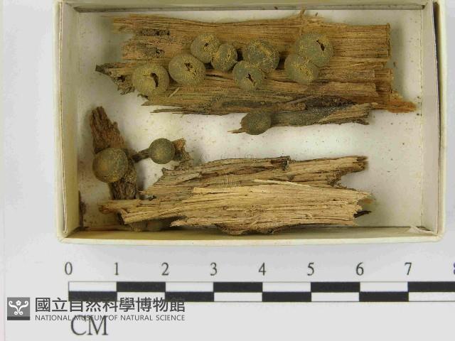 登錄號:F0021479藏品圖，第1張