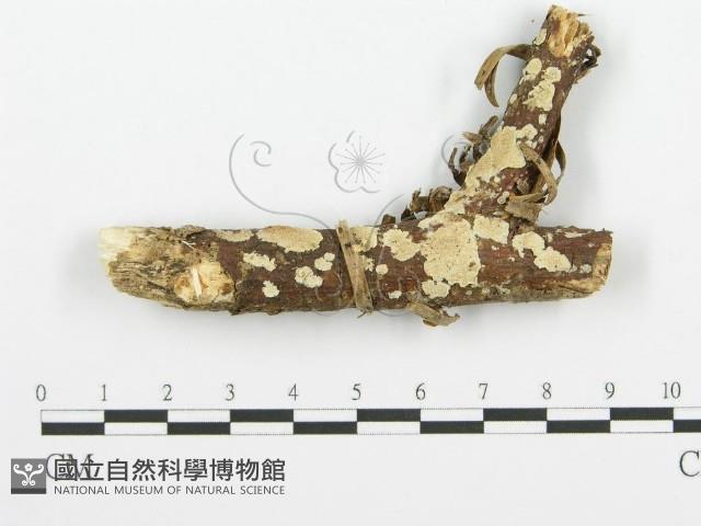 登錄號:F0001479藏品圖，第1張