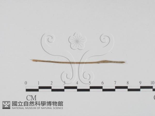 登錄號:F0011479藏品圖，第1張