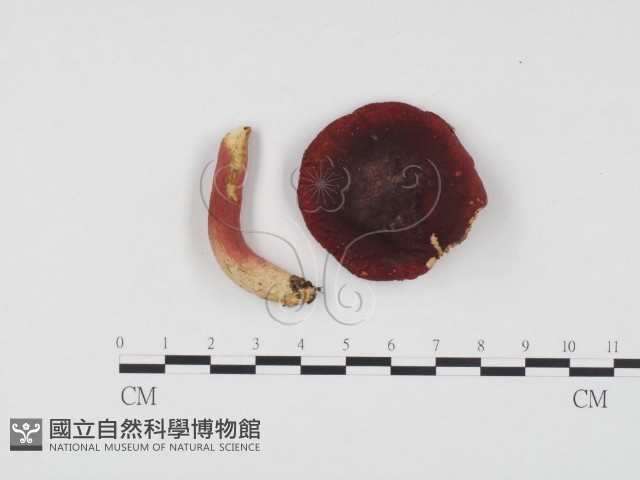 紅菇屬藏品圖，第1張