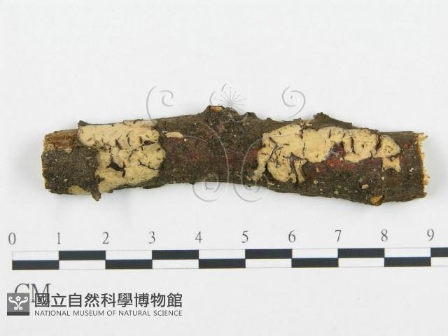 登錄號:F0004479藏品圖，第1張