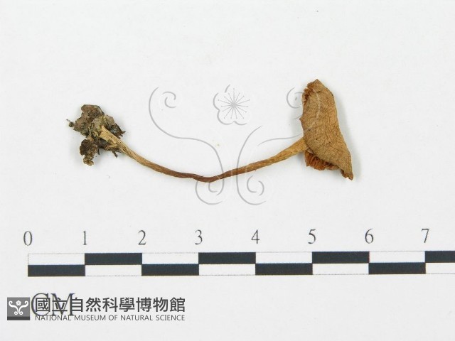 杯傘屬藏品圖，第1張