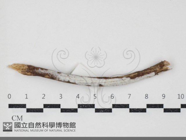 登錄號:F0034479藏品圖，第1張