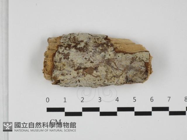 登錄號:F0032479藏品圖，第1張