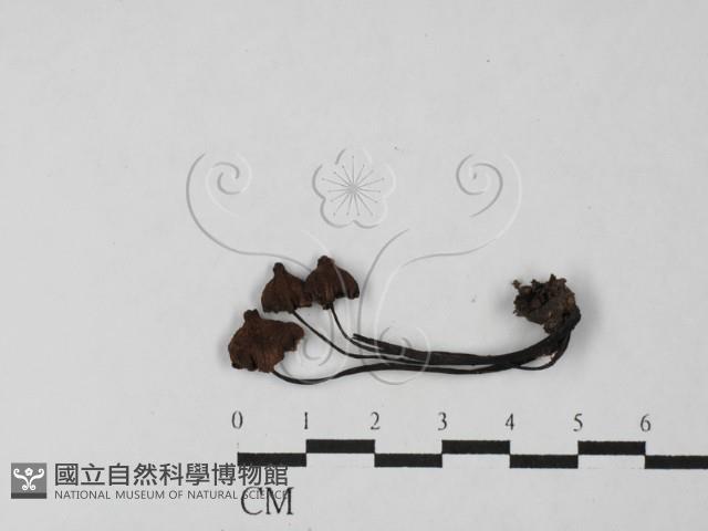 Accession Number:F0027479 Collection Image, Figure 1, Total 2 Figures