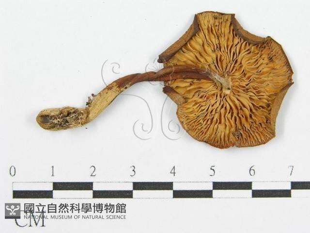 登錄號:F0007479藏品圖，第1張