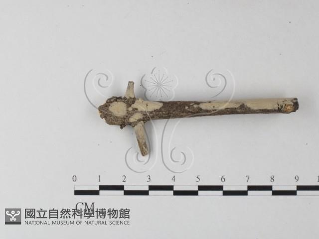 登錄號:F0025479藏品圖，第1張