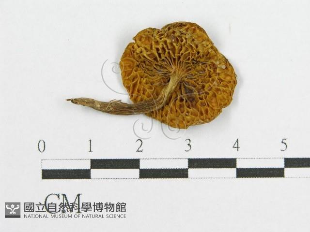登錄號:F0005479藏品圖，第1張