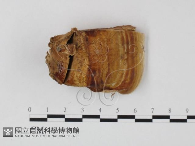 登錄號:F0015479藏品圖，第1張