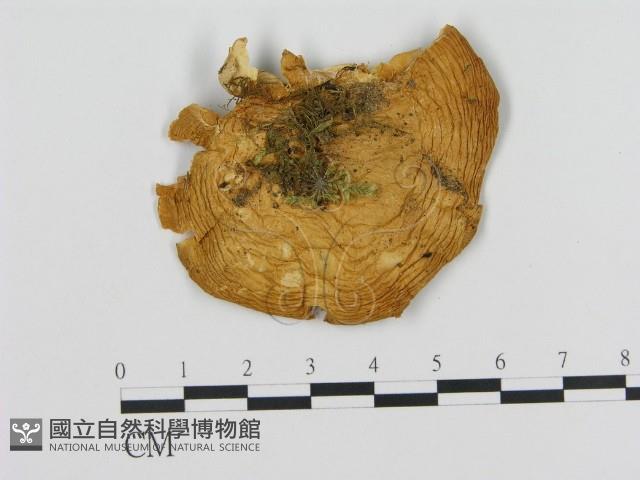 登錄號:F0009479藏品圖，第1張