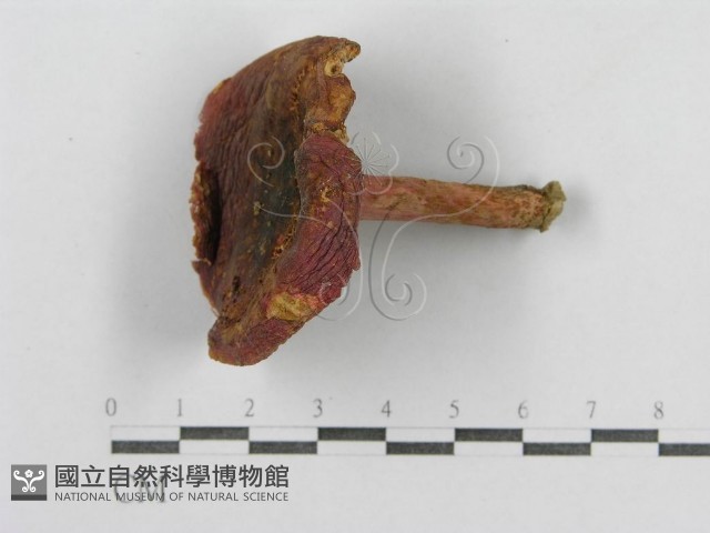 紅菇屬藏品圖，第1張