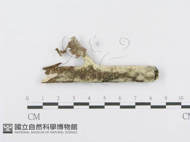 射脈菌屬藏品圖，第1張