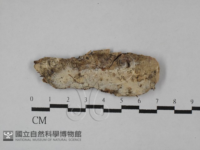 登錄號:F0028779藏品圖，第1張