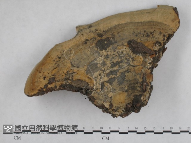 栓菌屬藏品圖，第1張