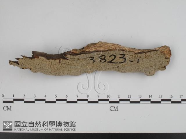 登錄號:F0018779藏品圖，第1張