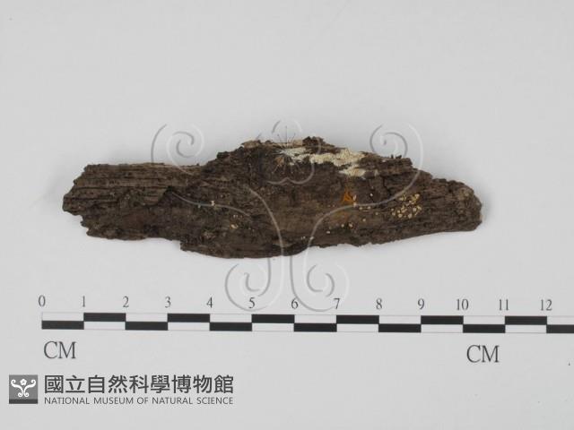 登錄號:F0020779藏品圖，第1張