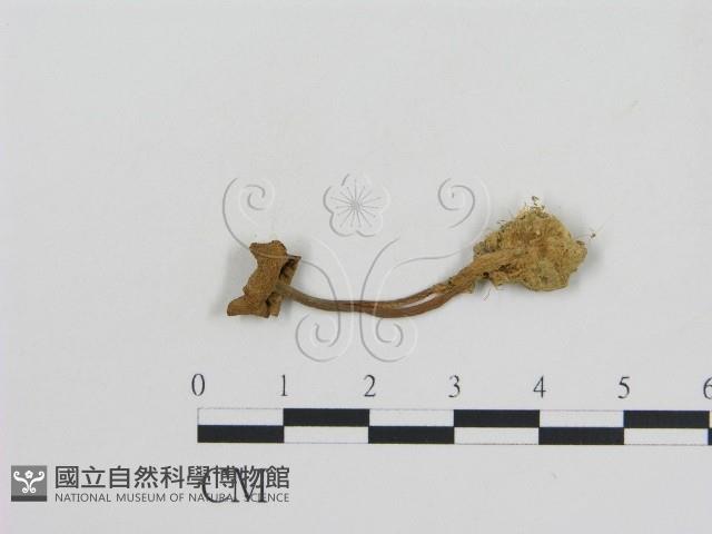 登錄號:F0010779藏品圖，第1張