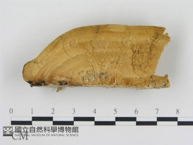 松生擬層孔菌藏品圖，第1張