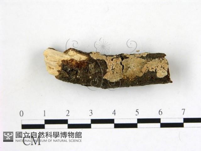 登錄號:F0021779藏品圖，第1張