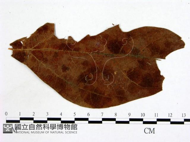 登錄號:F0011779藏品圖，第1張