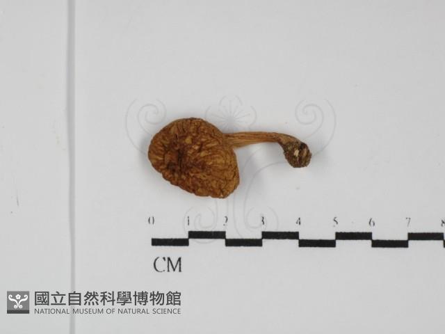 登錄號:F0031779藏品圖，第1張