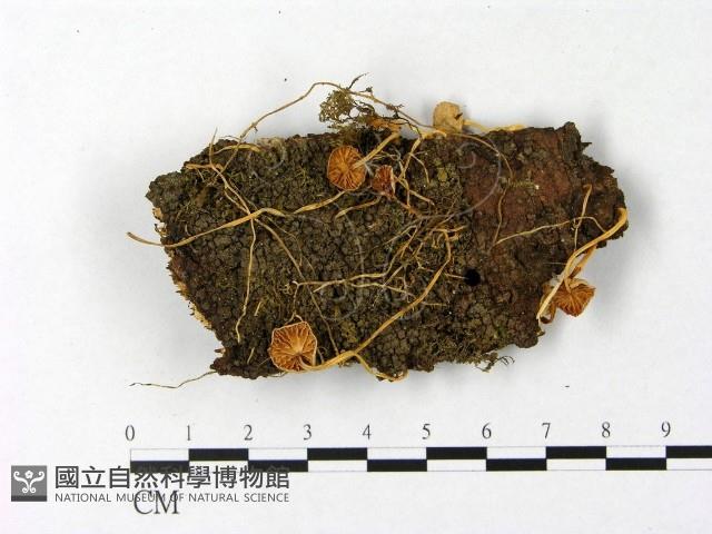 登錄號:F0004779藏品圖，第1張
