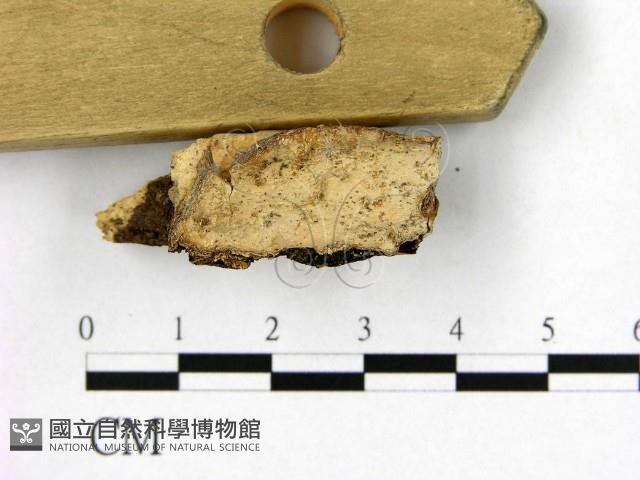 登錄號:F0014779藏品圖，第1張
