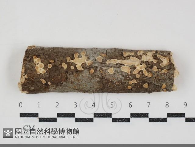登錄號:F0034779藏品圖，第1張