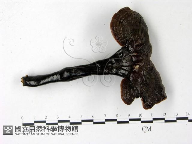 登錄號:F0022779藏品圖，第1張